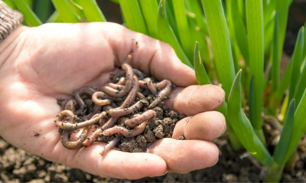 Bảo vệ rễ cây lan khỏi tác động của giun đất