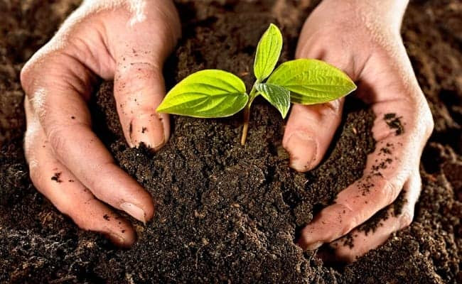 Một người phụ nữ lớn tuổi đang chăm sóc những luống rau xanh mướt trong khu vườn nhỏ