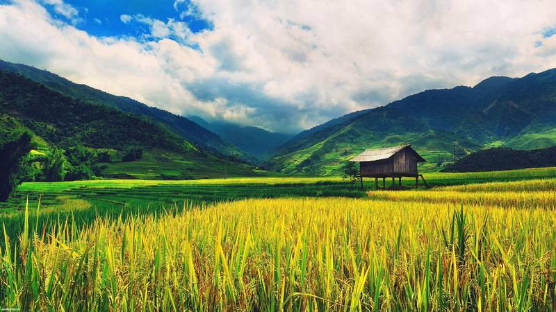 Khung cảnh làng quê yên bình với cánh đồng lúa và dãy nhà mộc mạc