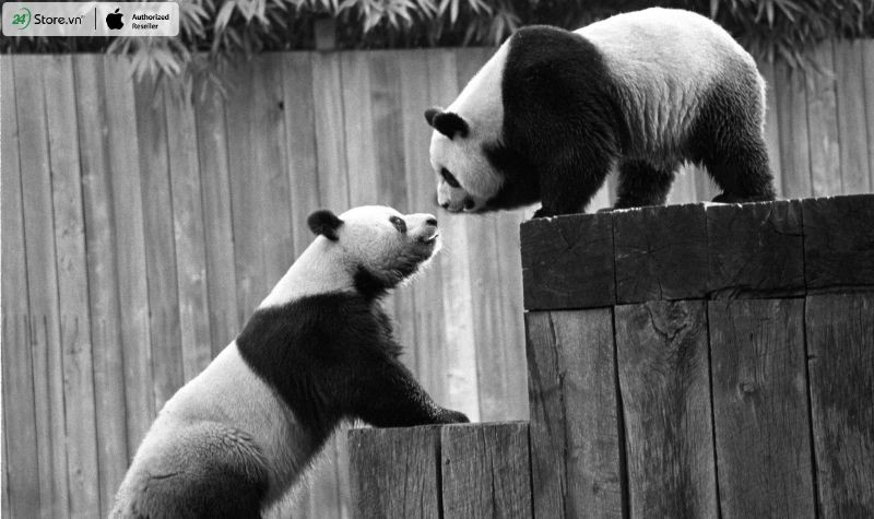 Hình ảnh mô tả tính cách điềm tĩnh và thân thiện của gấu trúc