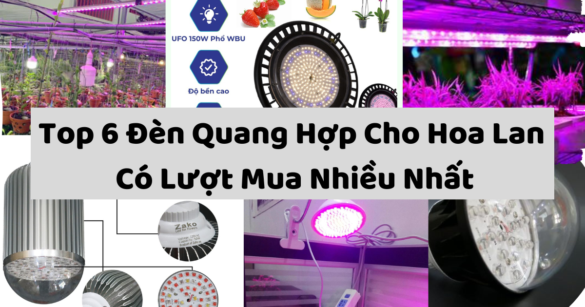 Ánh sáng phù hợp giúp lan phát triển mạnh mẽ và ra hoa đẹp