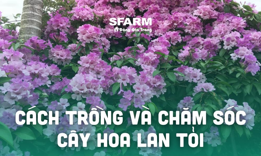 Hướng dẫn chi tiết cách trồng hoa lan tỏi trong chậu tại nhà, đảm bảo cây phát triển khỏe mạnh và ra hoa đẹp.