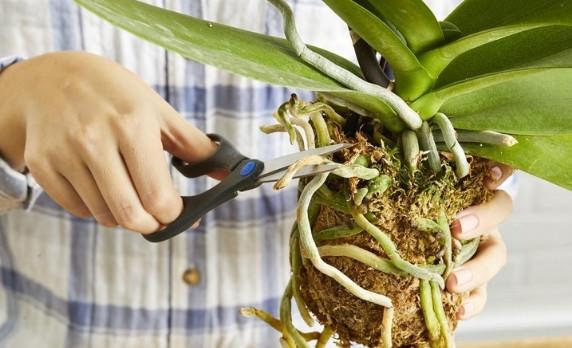 Cách chăm sóc địa lan đất bằng cách bón phân đúng liều lượng và phòng bệnh hiệu quả
