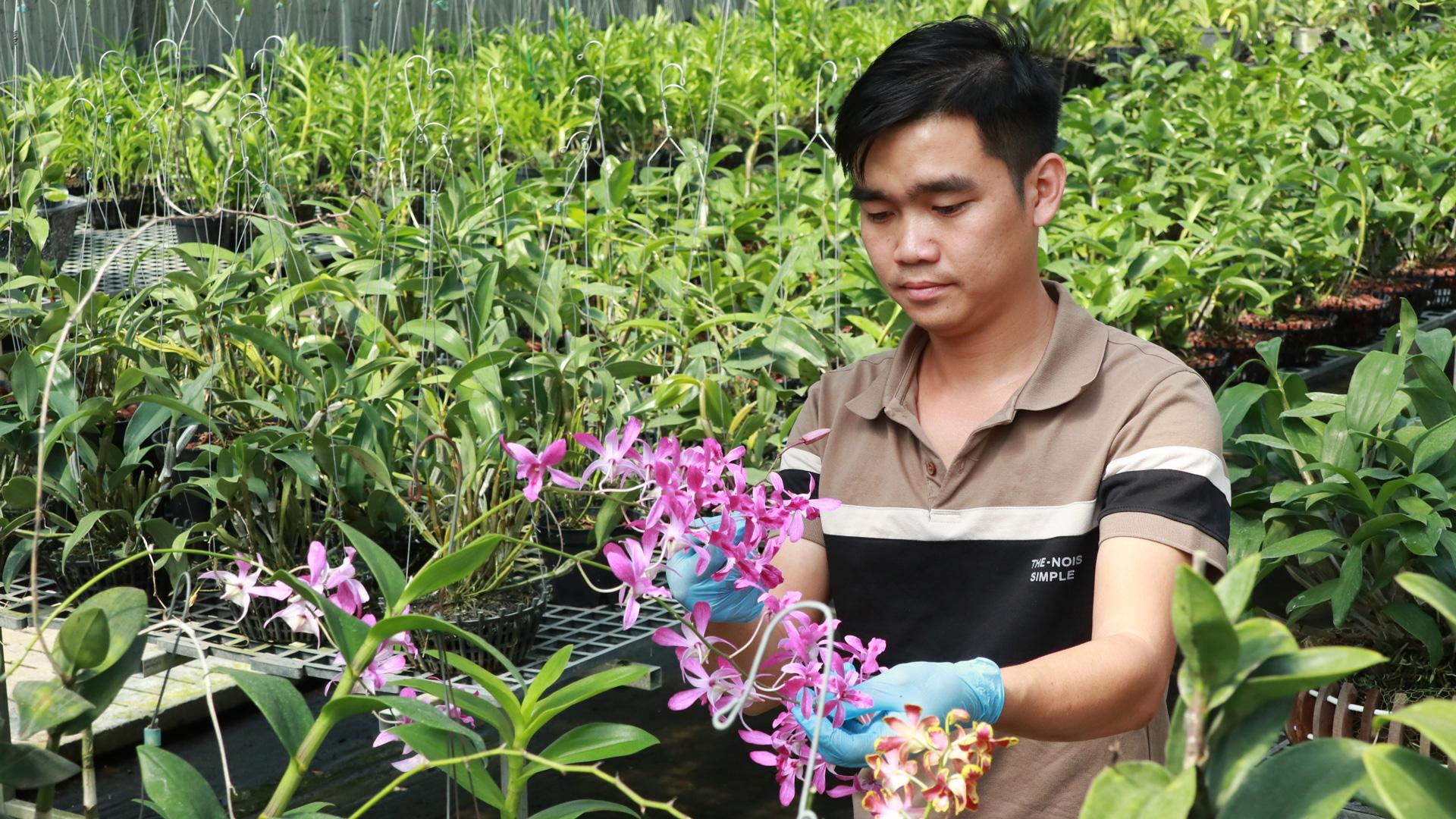 Nghệ nhân lan Trần Văn An chia sẻ kinh nghiệm chăm sóc lan rồng đỏ