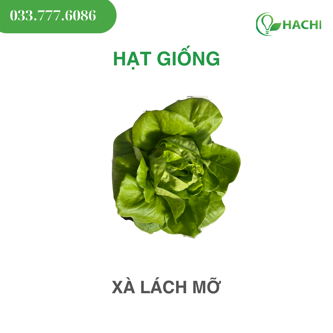 Chăm sóc rau tươi tốt không bột ngọt: Bí quyết vườn nhà xanh mướt và năng suất cao