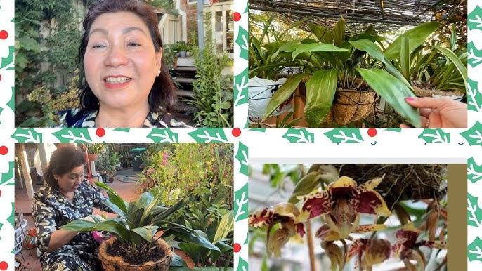 Người làm vườn đang chuẩn bị giá thể và chậu để trồng lan Dendro, với các vật liệu như vỏ thông và than củi sắp xếp gọn gàng, thể hiện sự chuẩn bị kỹ lưỡng cho việc trồng lan.