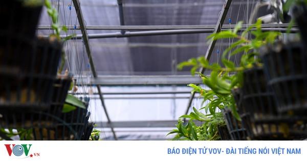 Khái niệm và giá trị của lan 5 cánh trắng bạch tuyết trên thị trường hoa lan đột biến