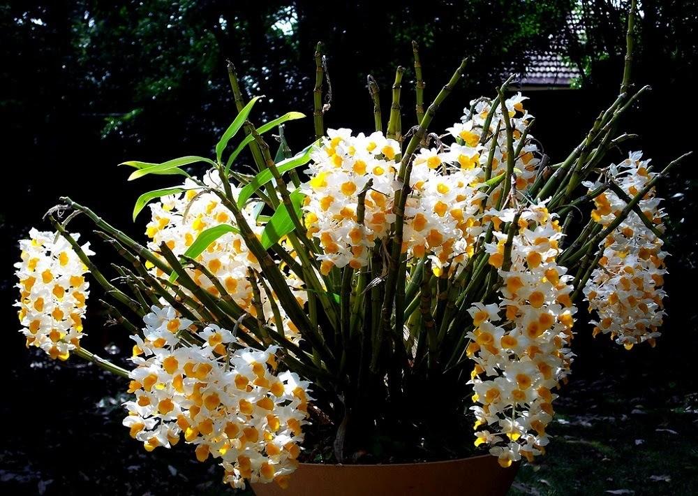 Một giò hoa lan kiều tím được trồng ghép trên gốc cây, với những chùm hoa rũ xuống tuyệt đẹp, mang sắc tím đặc trưng, tạo nên vẻ đẹp tự nhiên và thanh thoát