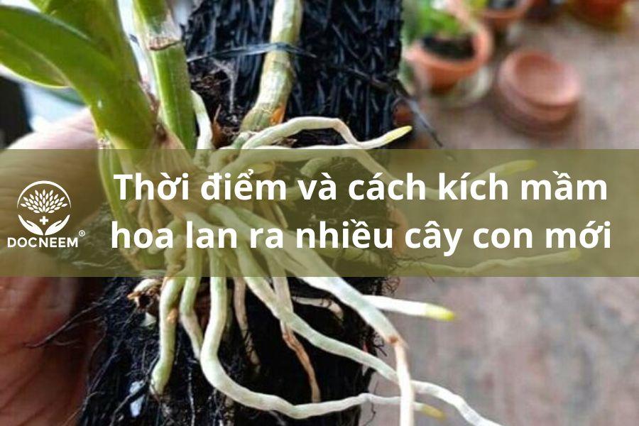 Thời điểm thích hợp để kích kie lan, cây lan khỏe mạnh sau mùa hoa