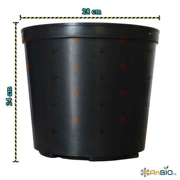Lựa chọn chậu và giá thể phù hợp cho việc trồng lan kiếm