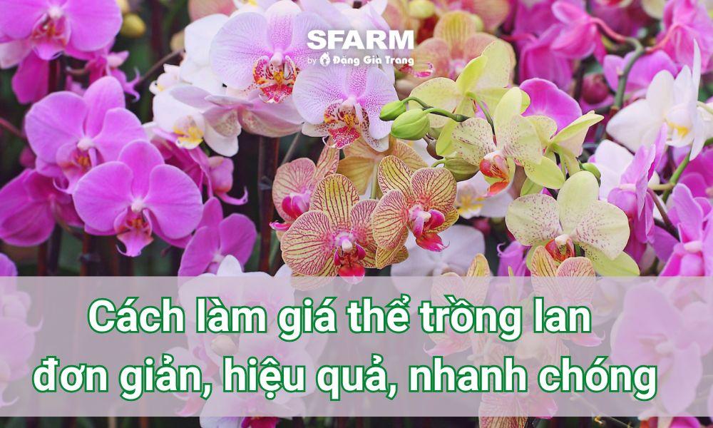 Hình ảnh cây lan kiếm khỏe mạnh đang phát triển trên giá thể vỏ thông tự nhiên, cho thấy sự phù hợp của vật liệu