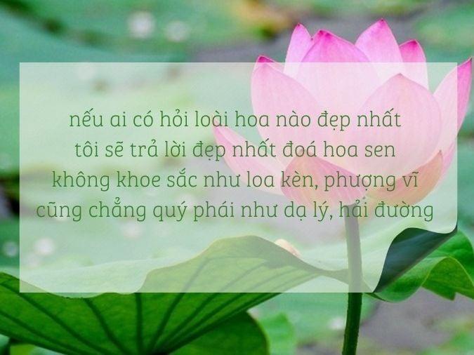 Hình ảnh cận cảnh hoa lan kiều vuông tím nở rộ tuyệt đẹp với nhụy vàng nổi bật trên nền xanh của lá, ánh sáng tự nhiên.