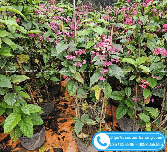 Một chậu lan tỏi vàng đang nở rộ hoa màu vàng tươi, thân lá xanh tốt, mang lại vẻ đẹp tràn đầy sức sống cho không gian