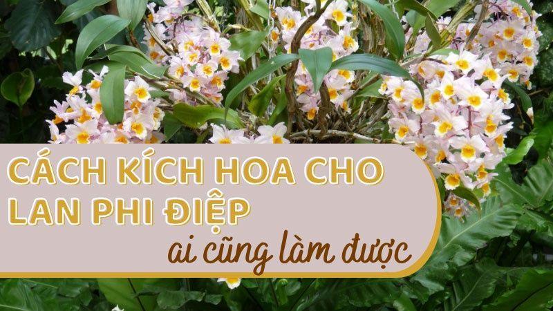 Mặt hoa 5CT HO với cánh trắng tinh khôi, mắt chớp đặc trưng, và lưỡi hồng tím.