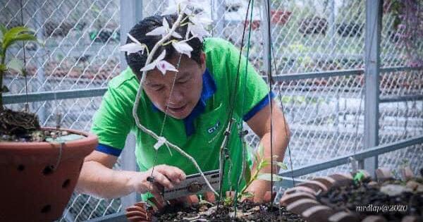 Lan 5ct đại cát nở hoa khoe sắc, nguồn gốc cây đột biến quý hiếm