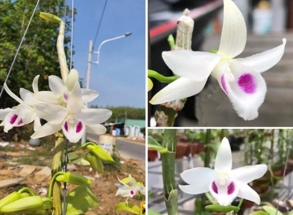 Cách phân biệt 5 cánh trắng bạch tuyết thật giả qua đặc điểm hình thái cánh, mắt, mũi