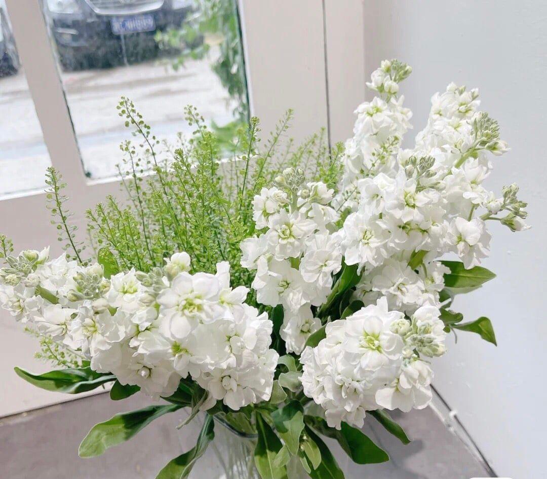 Hoa lan phi điệp 5 cánh trắng với vẻ đẹp tinh khôi và cấu trúc hoa đặc trưng.
