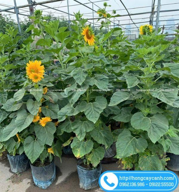 Cây phi điệp hồng đang nở rộ những bông hoa màu hồng tươi tắn, khoe vẻ đẹp độc đáo và quyến rũ