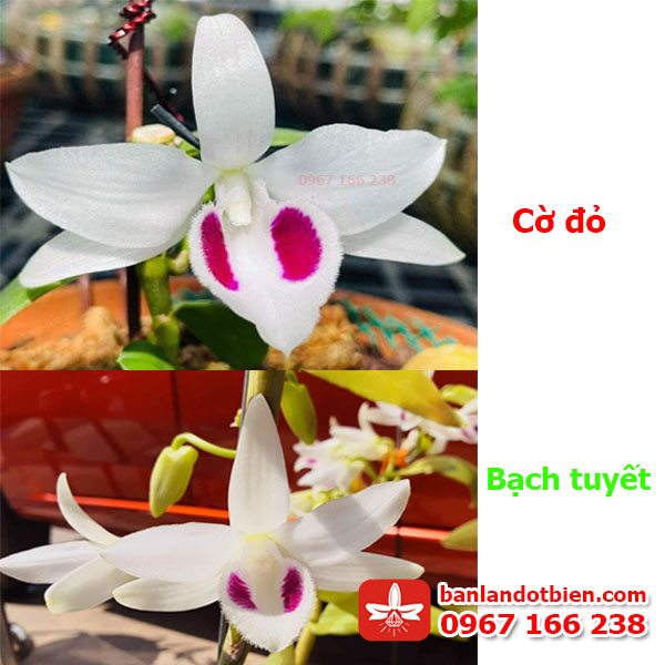 so-sanh-5ct-co-do-va-5ct-bach-tuyet