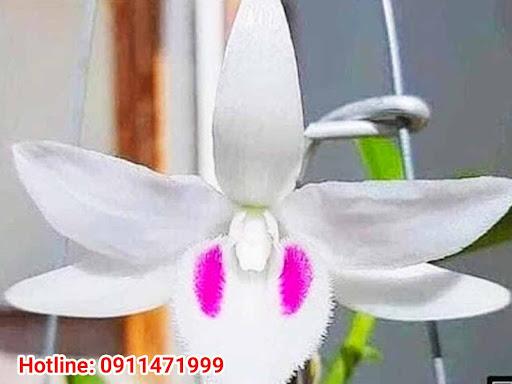 Tư vấn thời điểm mua lan 5 cánh trắng bạch tuyết phù hợp nhất để đầu tư hoặc sưu tầm