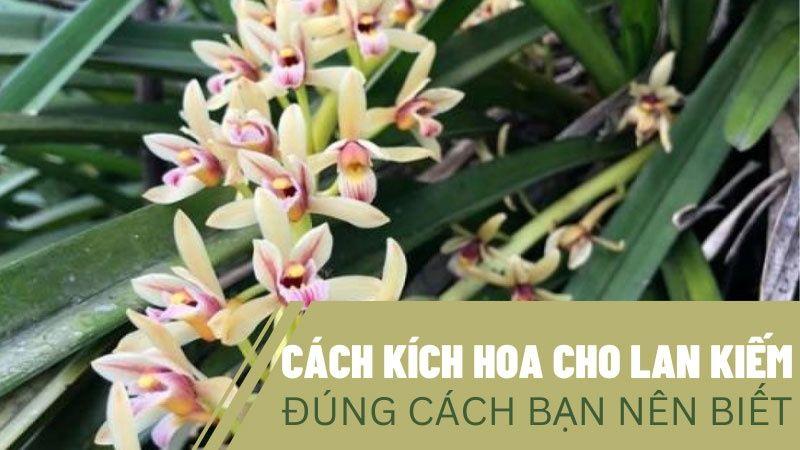 Lan kiếm ra hoa vào tháng mấy và thời điểm nở hoa của lan kiếm trong năm