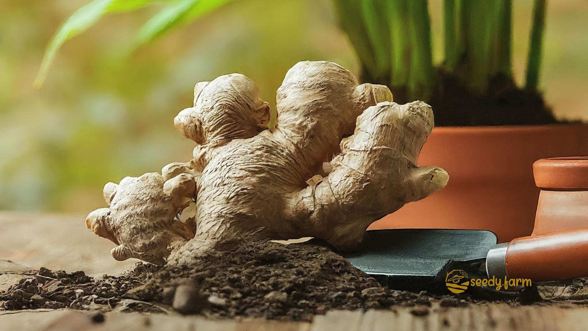 Người làm vườn đang tưới nước nhẹ nhàng cho hoa lan, đảm bảo độ ẩm vừa đủ cho sự phát triển khỏe mạnh của cây