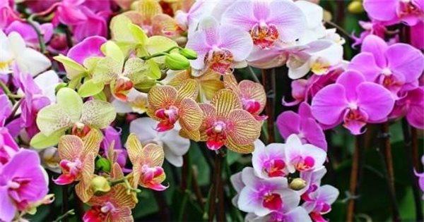 Hướng dẫn cách tưới nước đúng kỹ thuật cho hoa phong lan tại nhà