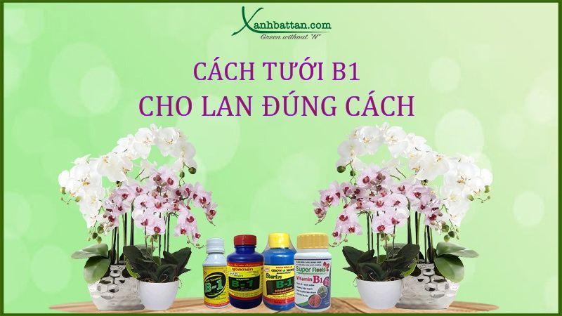 Nghệ nhân lan đang tưới xả đẫm nước cho chậu lan hồ điệp vào buổi sáng sớm