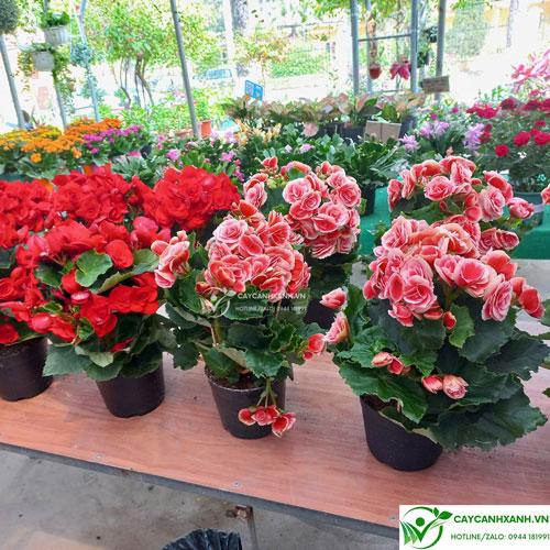 Một ban công chung cư rực rỡ với nhiều loại hoa và cây cảnh nở rộ, tạo không gian xanh mát và đầy màu sắc, là ví dụ điển hình của cây trồng ban công đẹp.