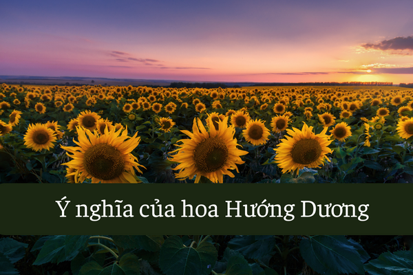 Hoa hướng dương với ý nghĩa biểu tượng trong cuộc sống
