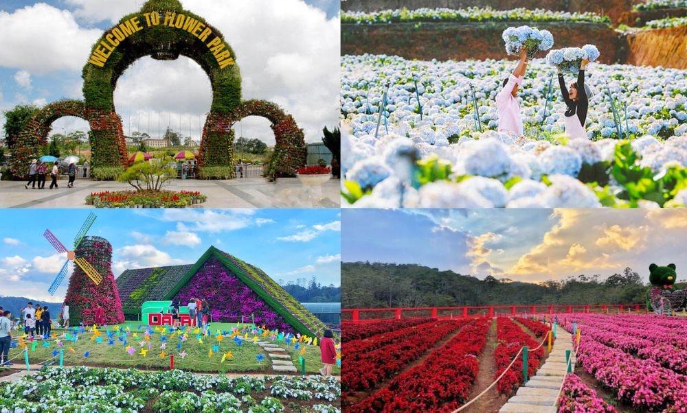 Một cánh đồng bông lay ơn Đà Lạt rực rỡ sắc màu dưới nắng sớm, mang đến vẻ đẹp tinh khôi và sống động.
