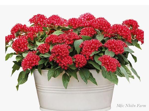 Các loại hoa hồng phổ biến và đặc điểm nổi bật của chúng