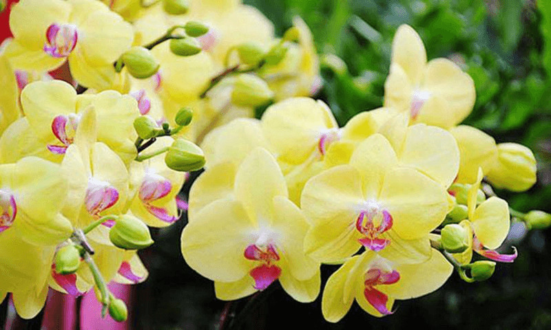 Cung cấp đủ ánh sáng cho cây lan