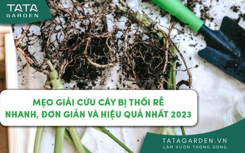 Người đang dùng kéo cắt bỏ rễ lan bị thối úng nước