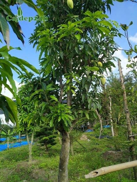 Một cây đu đủ trưởng thành đang trĩu quả với nhiều trái xanh lớn, lá cây xanh tươi dưới ánh nắng mặt trời.