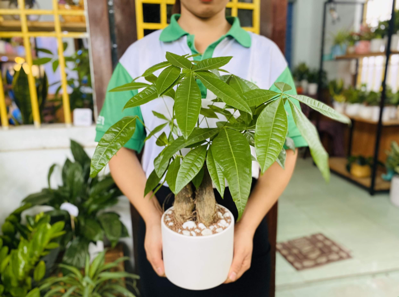 Cây ngân hạnh nhỏ được trồng trong chậu, đặt trên ban công nhà, lá xanh non mơn mởn, thể hiện sự dễ dàng trồng tại nhà