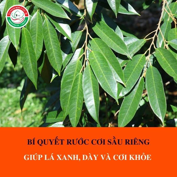 Cây sầu riêng khỏe mạnh, lá xanh tốt chuẩn bị cho quy trình làm bông sầu riêng