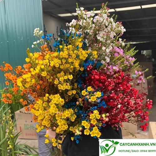 Cây giống hoa thanh liễu chất lượng cao với lá xanh tốt và thân khỏe mạnh
