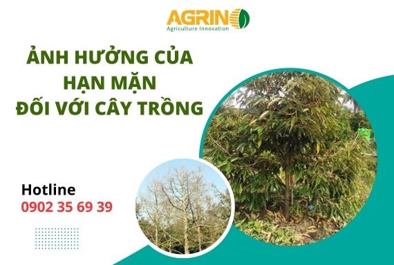 Ảnh hưởng của đất mặn đến sự phát triển của cây trồng