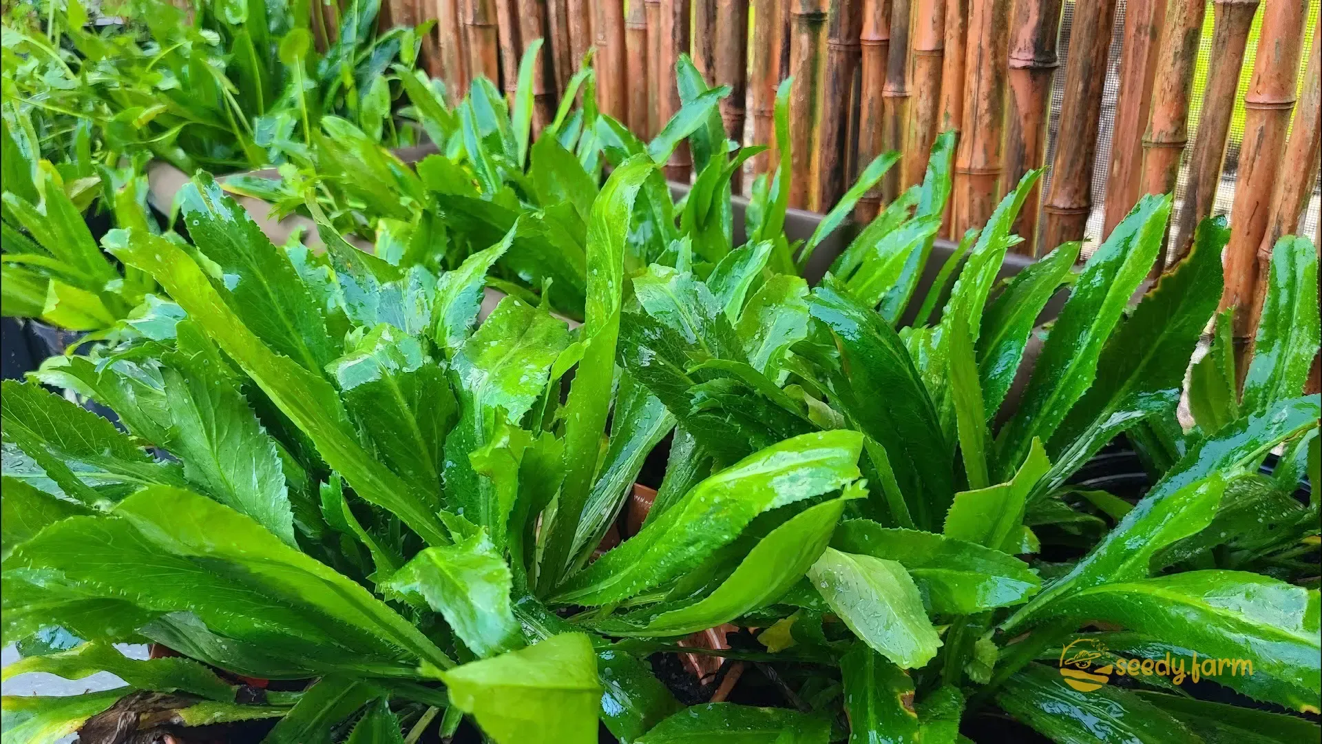 Quy trình gieo hạt lan vô trùng trong phòng thí nghiệm, minh họa ưu điểm của nhân giống bằng hạt về số lượng cây con và chi phí tối ưu