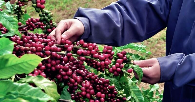 Hạt giống cà phê La Xoài căng mọng trên cành, báo hiệu mùa vụ bội thu