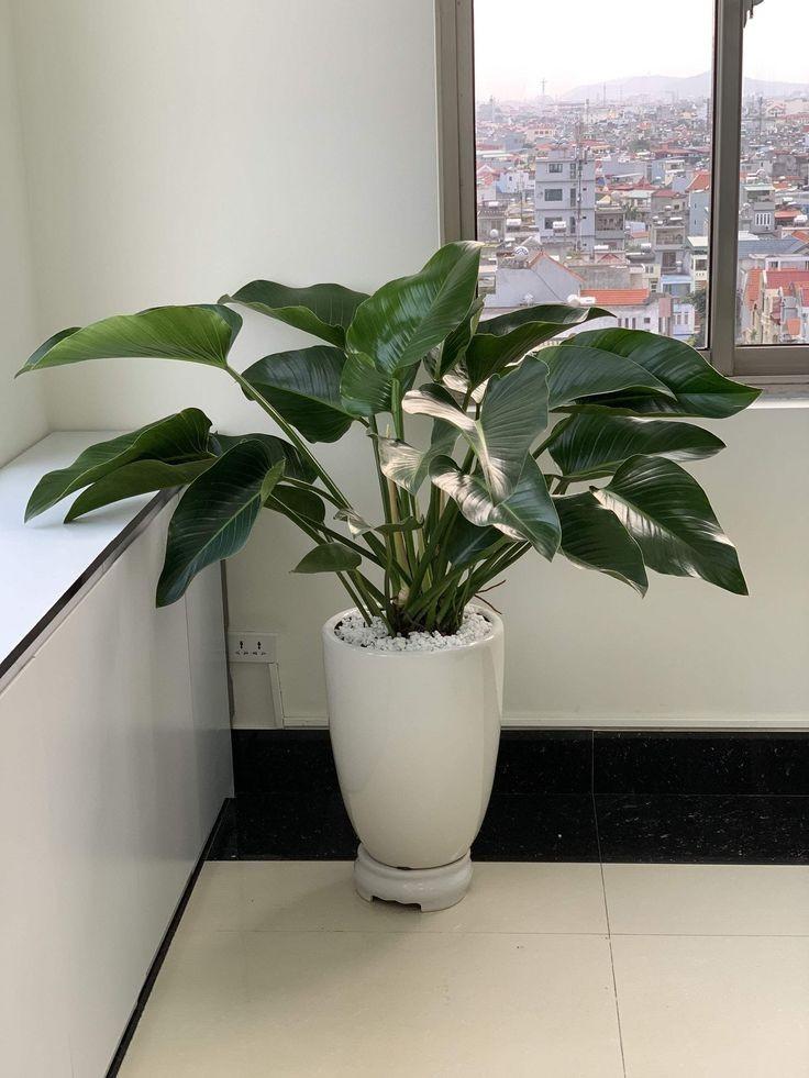 Hình ảnh cây trầu bà đế vương với lá to bản, màu xanh đậm, thể hiện sự sang trọng và quyền quý trong không gian nội thất lớn