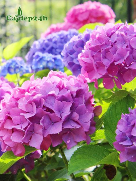 Hình ảnh cận cảnh hoa cẩm tú cầu đỏ rực rỡ, khoe sắc trong vườn, biểu tượng nguồn gốc châu Á