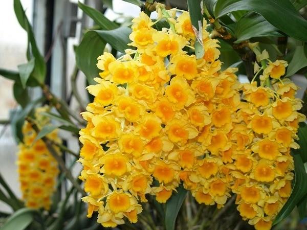 Hoa lan sơn thủy tiên đẹp mắt với chùm hoa vàng rực rỡ và thân giả mập mạp, đầy sức sống