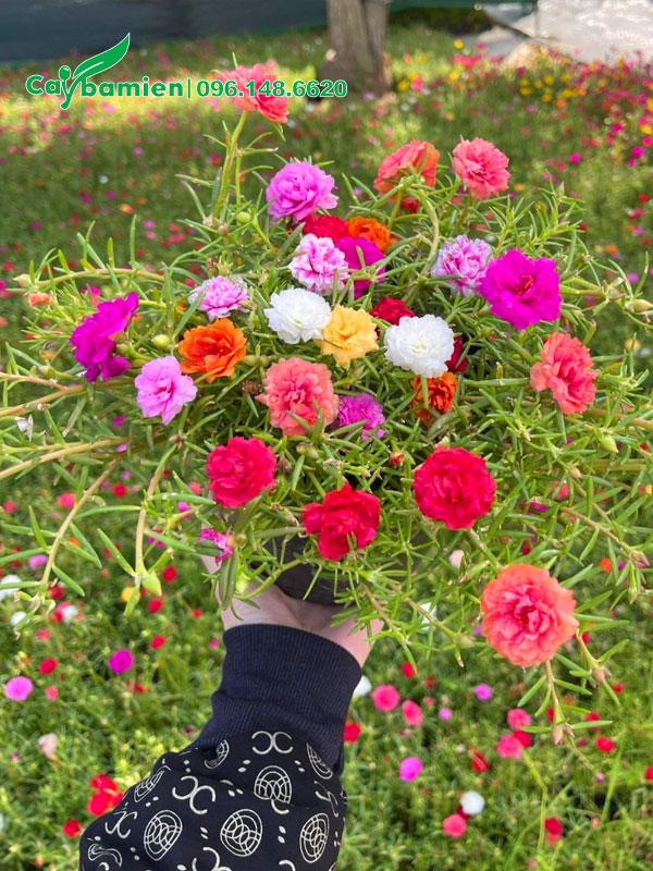Hình ảnh hoa mười giờ mỹ kép đa dạng màu sắc, cánh hoa kép rực rỡ