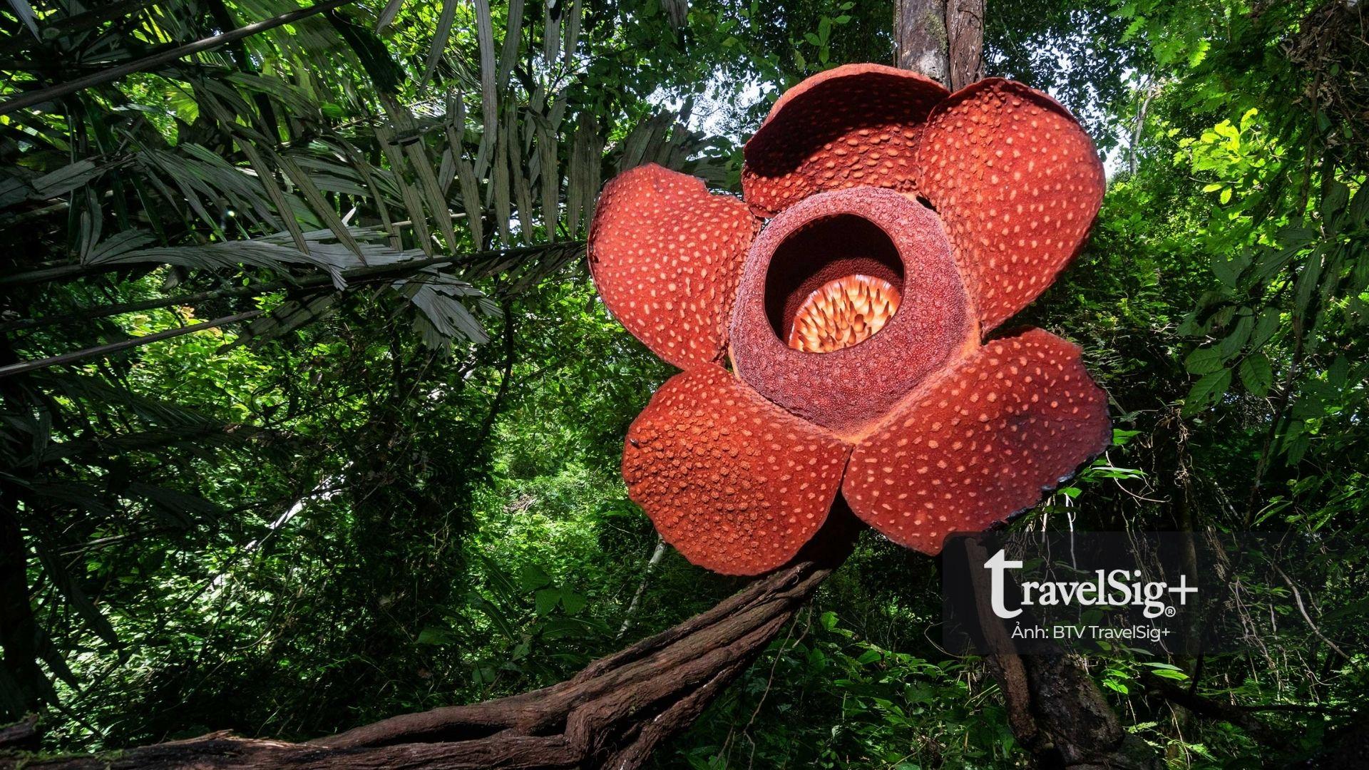 Hoa xác chết Amorphophallus titanum với kích thước khổng lồ và mùi hương đặc trưng, một trong những tên các loài hoa lạ độc đáo nhất thế giới