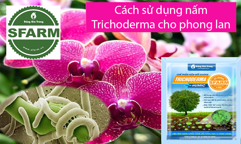 Hướng dẫn chi tiết cách pha chế và bón phân hóa học cho hoa lan đúng cách, an toàn