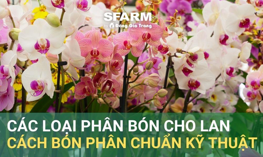 Lan đột biến hoa đẹp nhờ được bổ sung kali đầy đủ và chăm sóc đúng cách, tối ưu hóa sự phát triển.