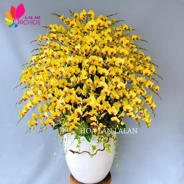 Lan Hồ Điệp đỏ rực rỡ chúc mừng khai trương hồng phát