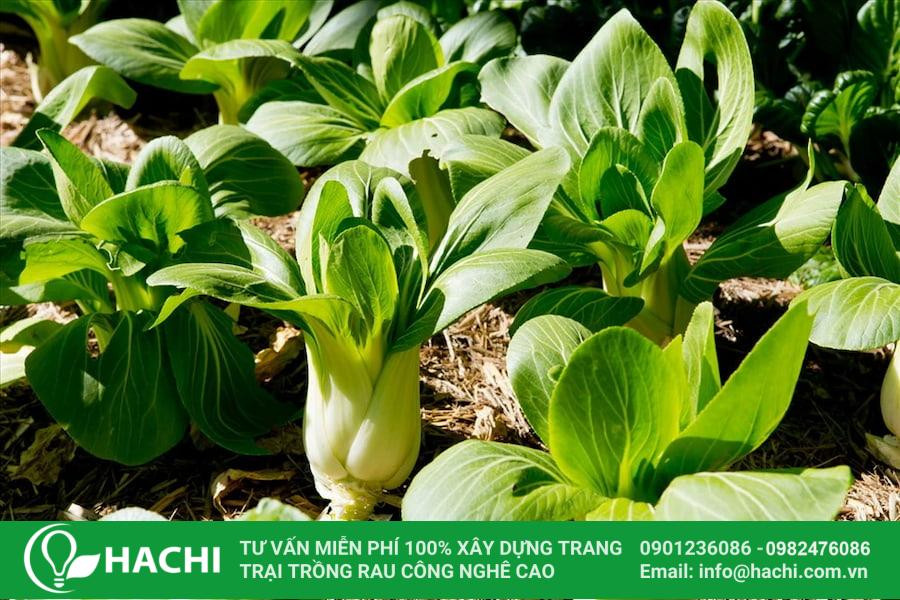 Trồng các loại cải vào tháng 3